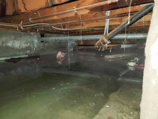 Best Basement water damage restoration  in Evans, GA